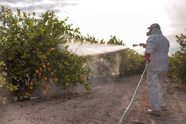 Wasp Removal Services in Center Moriches, NY